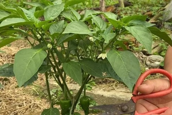 辣椒使用哪种肥料可提高产量，开花结果期喷施尿素和磷酸二氢钾