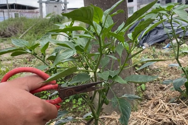 辣椒使用哪种肥料可提高产量，开花结果期喷施尿素和磷酸二氢钾