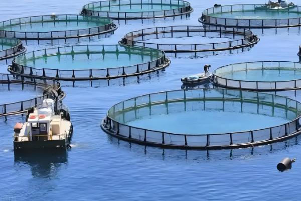 有哪些水产养殖的有害细菌,包含弧菌、链球菌等