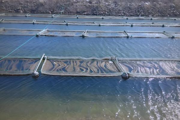 有哪些水产养殖的有害细菌,包含弧菌、链球菌等