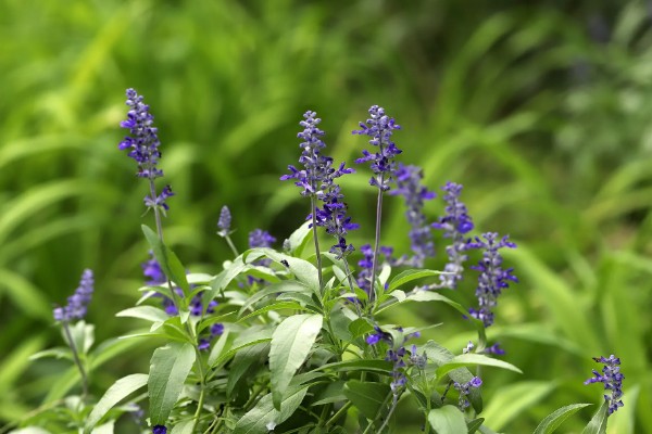 鼠尾草的花语，寓意热爱家庭、理性智慧等