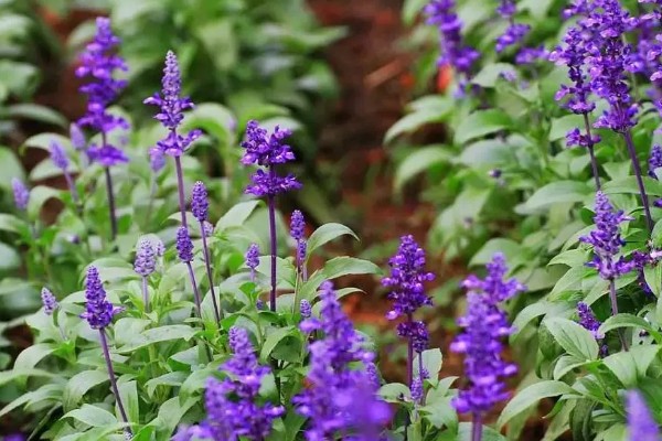 鼠尾草的花语，寓意热爱家庭、理性智慧等