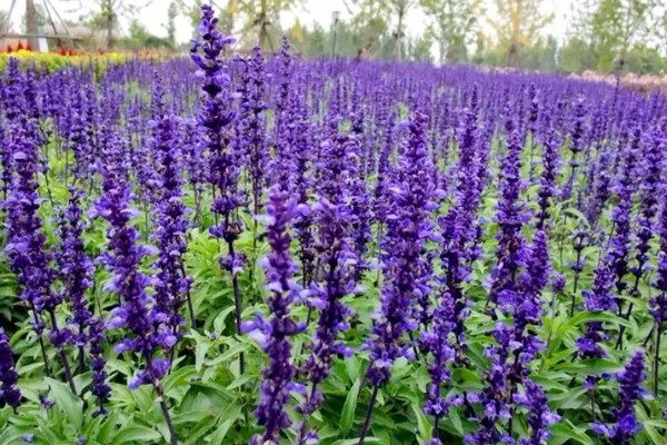 鼠尾草的花语，寓意热爱家庭、理性智慧等