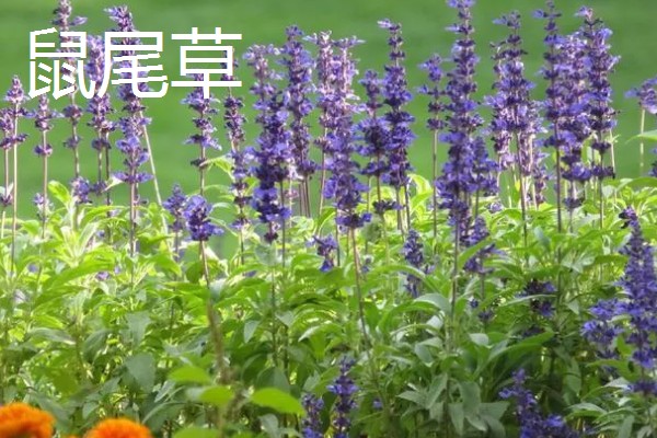 鼠尾草的花语，寓意热爱家庭、理性智慧等