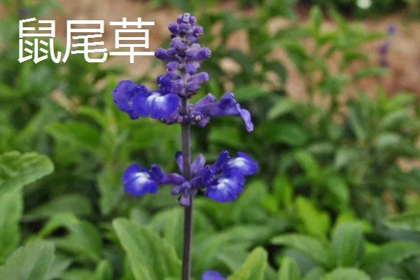 鼠尾草的花语，寓意热爱家庭、理性智慧等