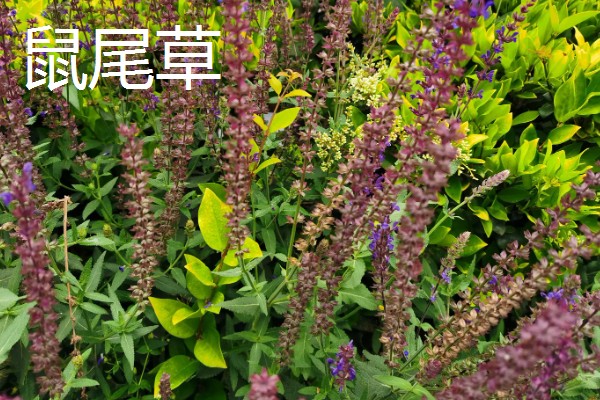 鼠尾草的花语，寓意热爱家庭、理性智慧等