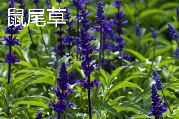 鼠尾草的花语，寓意热爱家庭、理性智慧等