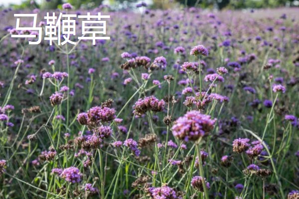 鼠尾草的花语，寓意热爱家庭、理性智慧等