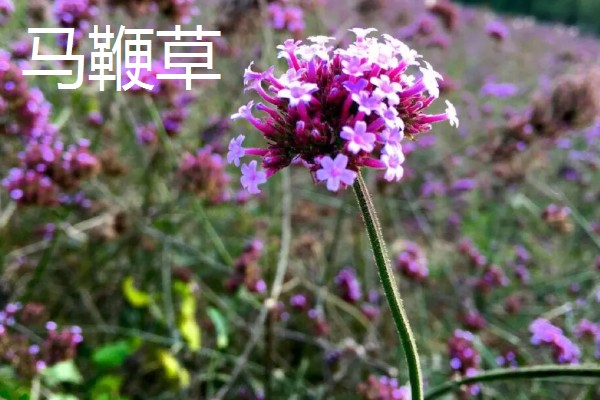 鼠尾草的花语，寓意热爱家庭、理性智慧等