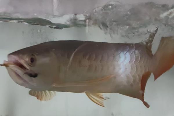 龙鱼吃什么长得壮，可以喂青蛙、小鱼等