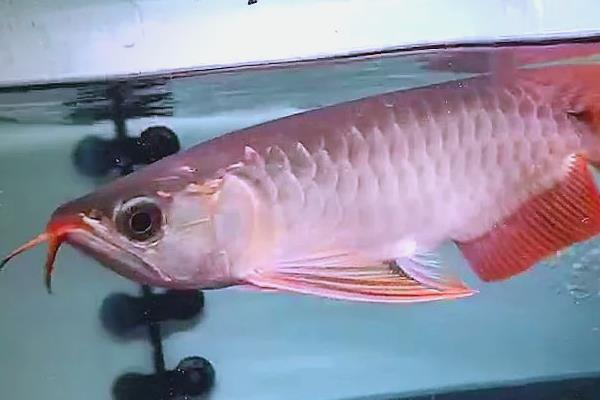 龙鱼吃什么长得壮，可以喂青蛙、小鱼等