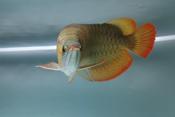 龙鱼吃什么长得壮，可以喂青蛙、小鱼等