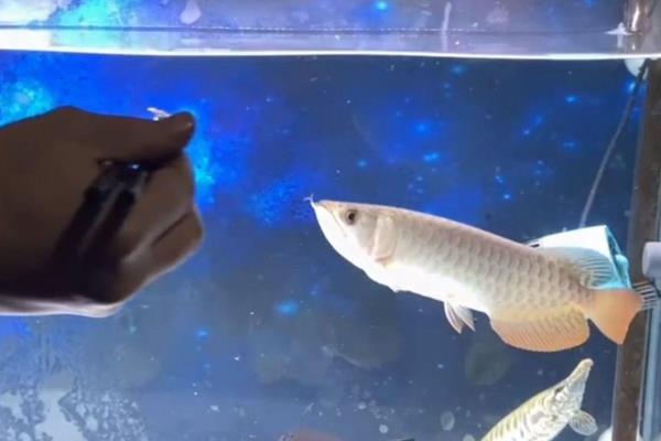 龙鱼吃什么长得壮，可以喂青蛙、小鱼等