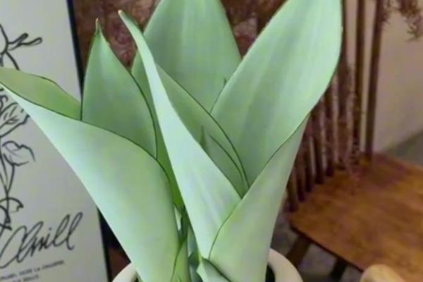 白玉虎皮兰叶片皱褶的原因,可能是过度浇水、遇到强光等因素所致