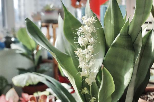 白玉虎皮兰叶片皱褶的原因,可能是过度浇水、遇到强光等因素所致