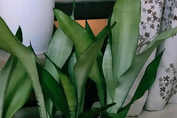 白玉虎皮兰叶片皱褶的原因,可能是过度浇水、遇到强光等因素所致