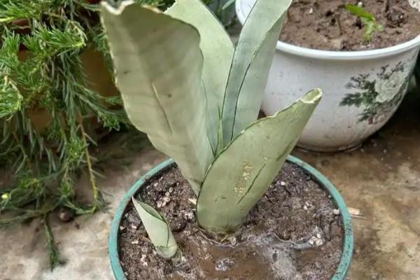 白玉虎皮兰叶片皱褶的原因,可能是过度浇水、遇到强光等因素所致