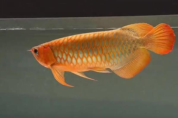 龙鱼吃什么长得壮，可以喂青蛙、小鱼等