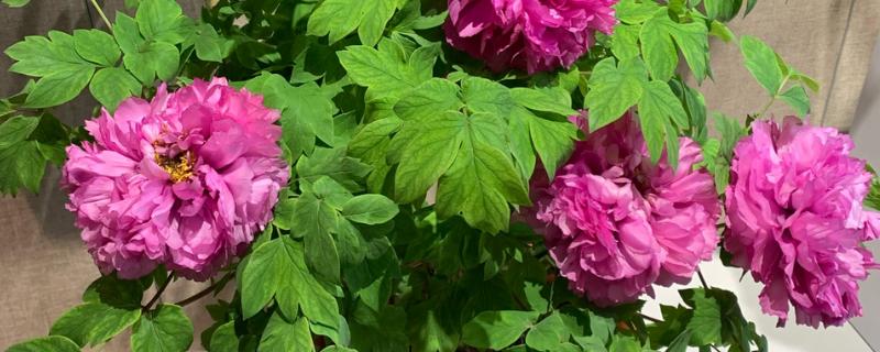 牡丹叶子发黑枯萎要剪掉吗,一般需要剪掉