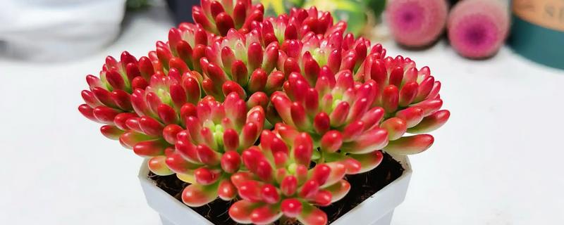 虹之玉的作用，可净化空气