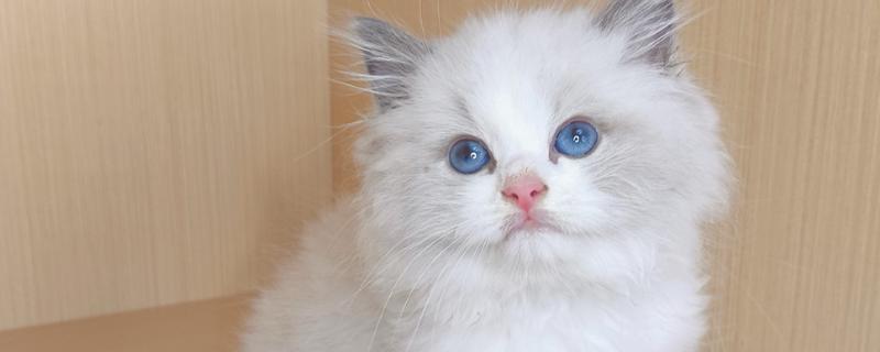 猫得了猫藓怎么办，要对病猫待过的环境进行消毒