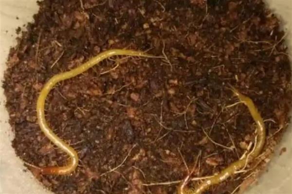 花盆内的小蜈蚣有没有危害，不会危害盆栽反而会捕食害虫