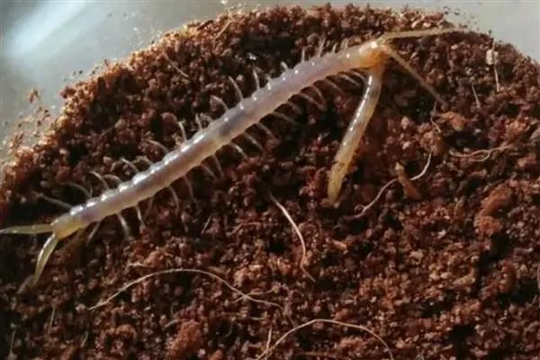 花盆内的小蜈蚣有没有危害，不会危害盆栽反而会捕食害虫