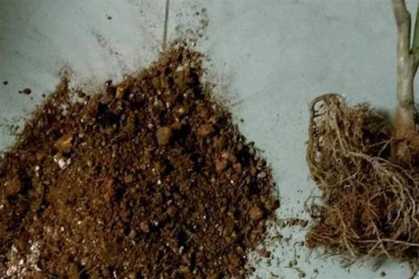 花盆内的小蜈蚣有没有危害，不会危害盆栽反而会捕食害虫