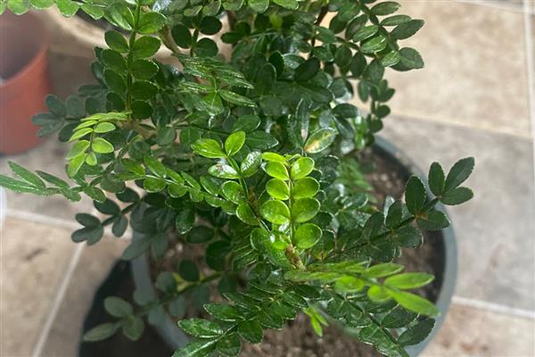 花盆内的小蜈蚣有没有危害，不会危害盆栽反而会捕食害虫