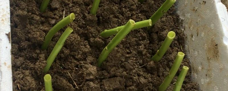 空心菜的盆栽扦插方法，可在5-6月份进行