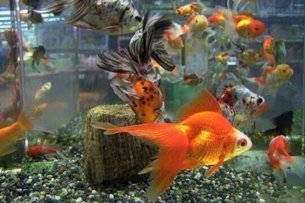 金鱼的习性,食性杂喜欢群居、适应性强