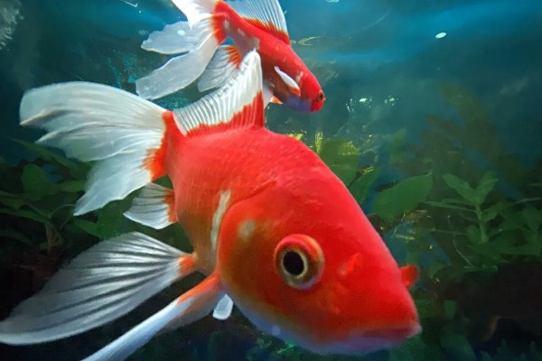 金鱼的习性,食性杂喜欢群居、适应性强