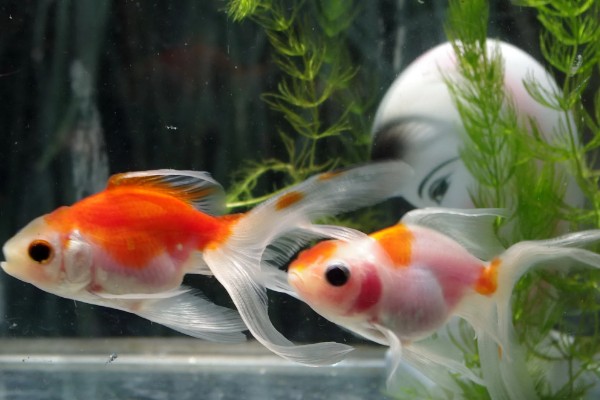 金鱼的习性,食性杂喜欢群居、适应性强