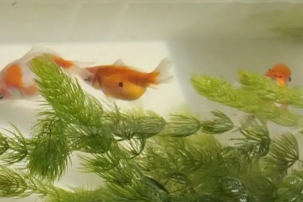 金鱼的习性,食性杂喜欢群居、适应性强