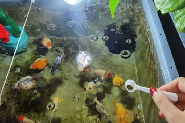 金鱼的习性,食性杂喜欢群居、适应性强