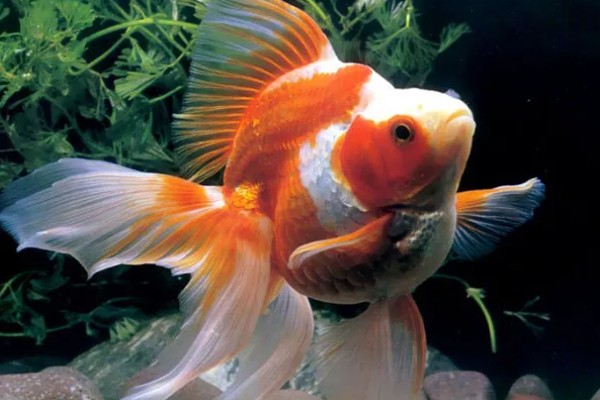 金鱼的习性,食性杂喜欢群居、适应性强