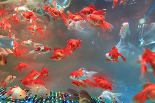 金鱼的习性,食性杂喜欢群居、适应性强