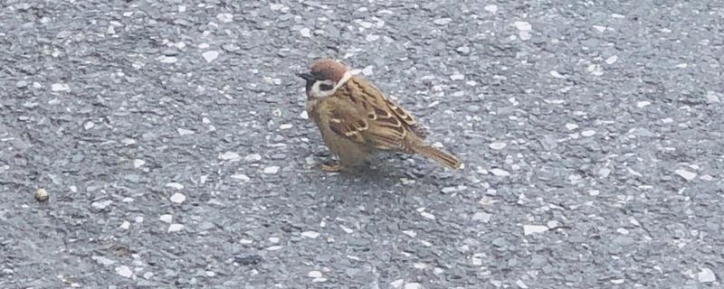 麻雀是胎生吗,鸟类是卵生繁殖