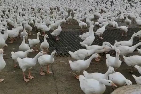 小鹅突然不吃食没精神的原因，可能是患有鹅霍乱、鹅白痢等疾病