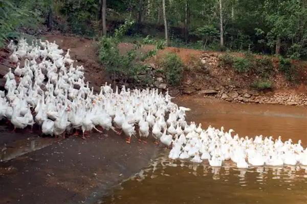小鹅突然不吃食没精神的原因，可能是患有鹅霍乱、鹅白痢等疾病