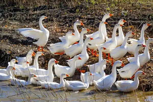 小鹅突然不吃食没精神的原因，可能是患有鹅霍乱、鹅白痢等疾病