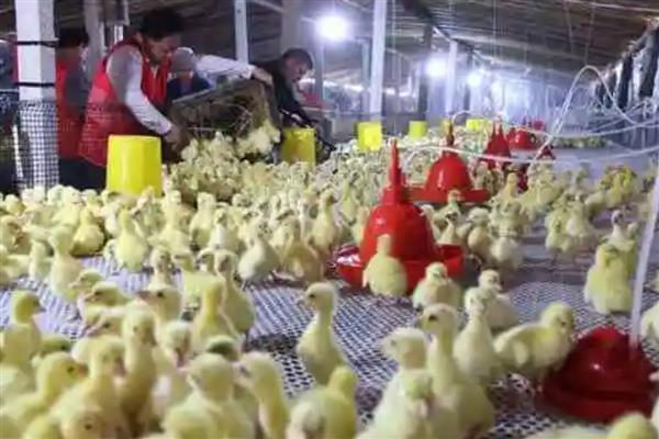 小鹅突然不吃食没精神的原因，可能是患有鹅霍乱、鹅白痢等疾病