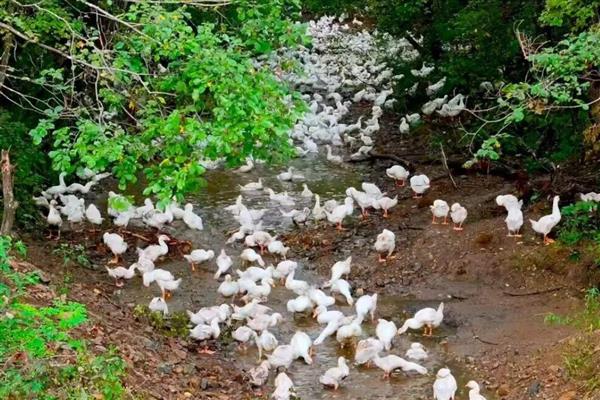 小鹅突然不吃食没精神的原因，可能是患有鹅霍乱、鹅白痢等疾病