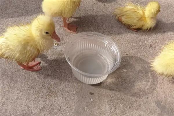 小鹅突然不吃食没精神的原因，可能是患有鹅霍乱、鹅白痢等疾病