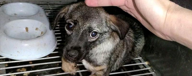 如何辨别狗是否脑出血，会突然昏迷或休克