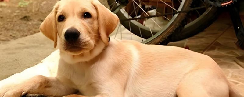 狗狗便便的颜色预示着什么，黄色是属于比较健康的