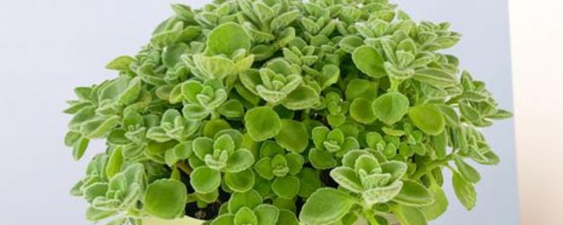 碰碰香老桩如何修剪,摘心是很重要的一步