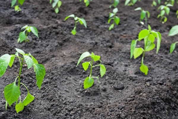 辣椒苗移栽多久才能成活，一般需要7天左右