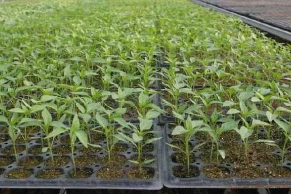 辣椒苗移栽多久才能成活，一般需要7天左右