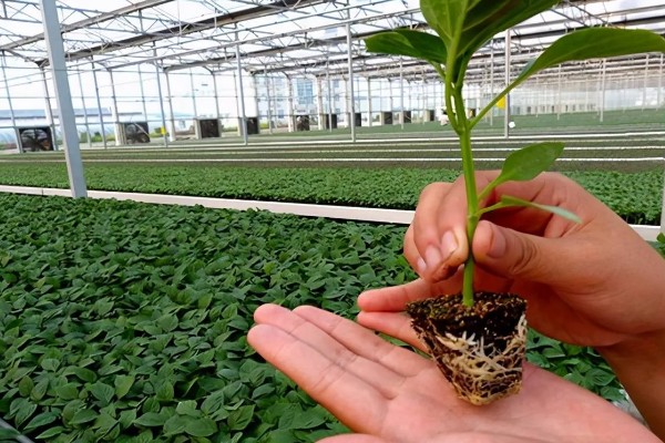 辣椒苗移栽多久才能成活，一般需要7天左右